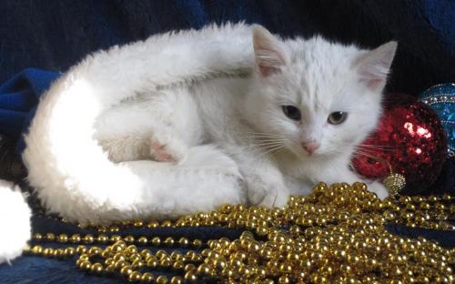 Акция КП "Центр обращения с животными" "В Новый год - новый кот!"