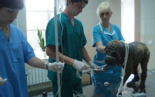 Круглосуточная ветеринарная клиника на Гагарина в Харькове