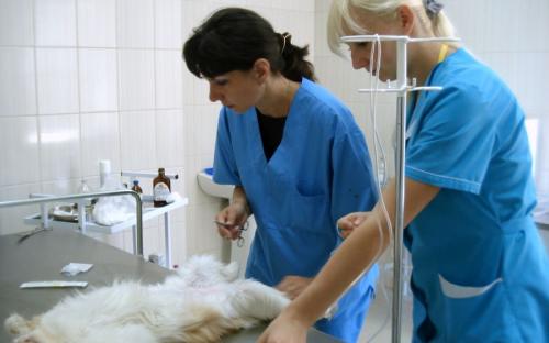 Круглосуточная ветеринарная клиника на Гагарина в Харькове