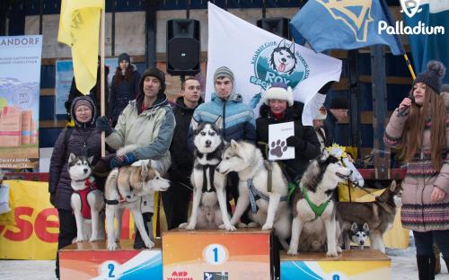 Приютские собаки нашли друзей на празднике  "Winter Dog Fest-2018"