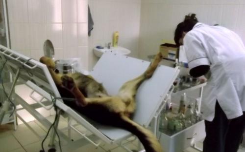 Круглосуточная ветеринарная клиника на Гагарина в Харькове