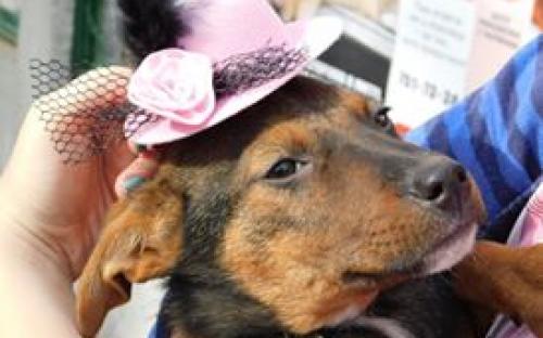 Гламурные питомцы Харьковского Центра содержания бездомных животных