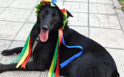 Гламурные питомцы Харьковского Центра содержания бездомных животных