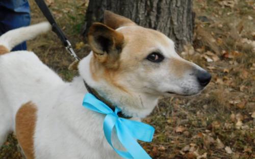 Наши волонтеры из «Отрытого сердца» продолжают конкурс «Гламурные Мистер и Мисс Золотая осень 2017»