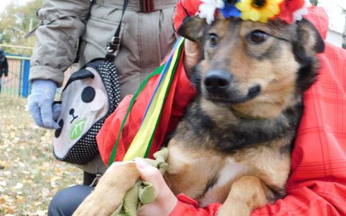 Наши волонтеры из «Отрытого сердца» продолжают конкурс «Гламурные Мистер и Мисс Золотая осень 2017»