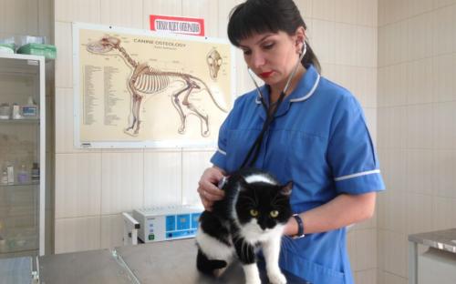 Круглосуточная ветеринарная клиника на Гагарина в Харькове