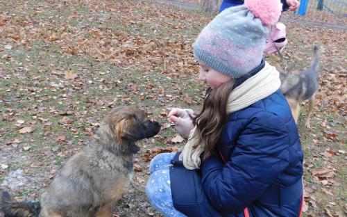 26 ноября в городском приюте для животных прошел традиционный воскресный День открытых дверей