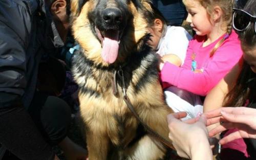 Всемирный день защиты животных. Проходил в поселке Жуковского