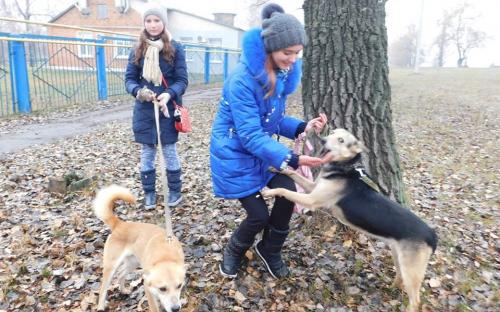 26 ноября в городском приюте для животных прошел традиционный воскресный День открытых дверей