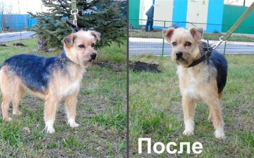 Собака не будет кусачей с новой прической моднячей