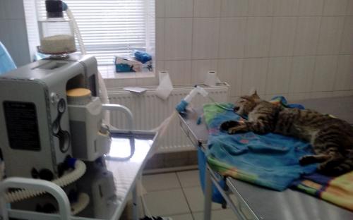 Круглосуточная ветеринарная клиника на Гагарина в Харькове