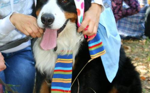 Всемирный день защиты животных. Проходил в поселке Жуковского