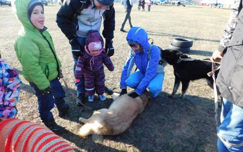 Приютские собаки нашли друзей на празднике  "Winter Dog Fest-2018"