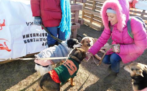Приютские собаки нашли друзей на празднике  "Winter Dog Fest-2018"