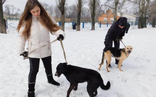 В Центре обращения с животными воскресный выгул состоится при любой погоде.  