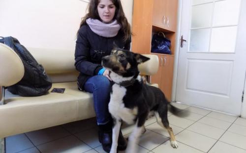 С начала года 85 собак и 94 кошки покинули муниципальный приют и стали домашними