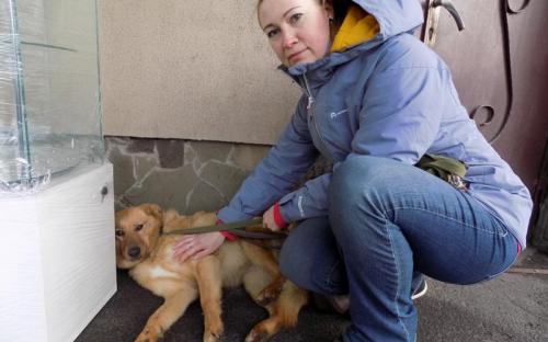 С начала года 85 собак и 94 кошки покинули муниципальный приют и стали домашними