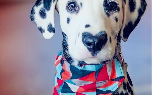 Щенок далматинца с сердечком