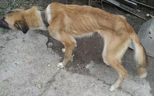 В поселке Зеленый Яр Запорожской области собаки, которых семья заводила для охраны дома, умирали от истощения.