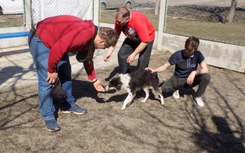 Три собаки с приюта Центра обращения с животными стали столичными жителями 