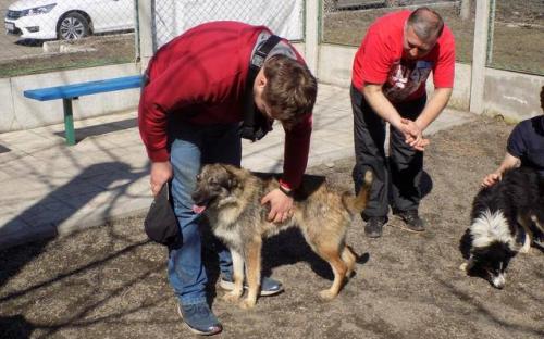 Три собаки с приюта Центра обращения с животными стали столичными жителями 