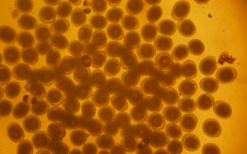 ПАРАЗИТОЗИ БЕЗПРИТУЛЬНИХ СОБАК