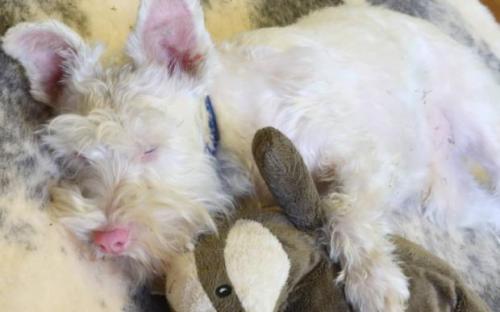 История Шерлока: жизненный путь пса с необычной внешностью