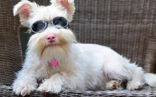 История Шерлока: жизненный путь пса с необычной внешностью