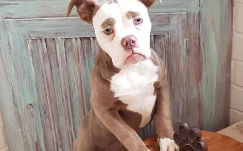 собака с грустной мордочкой