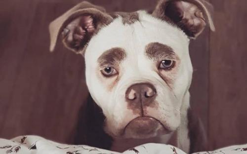 собака с грустной мордочкой