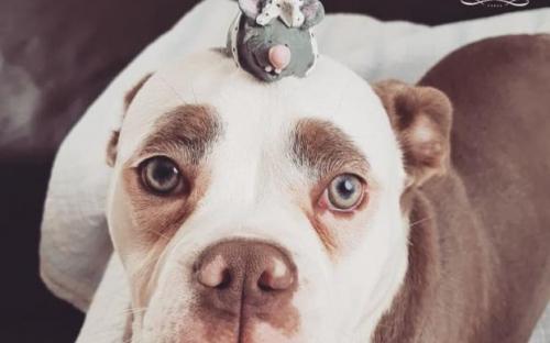 собака с грустной мордочкой