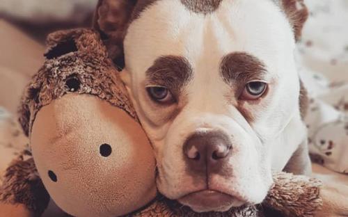 собака с грустной мордочкой