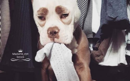 собака с грустной мордочкой