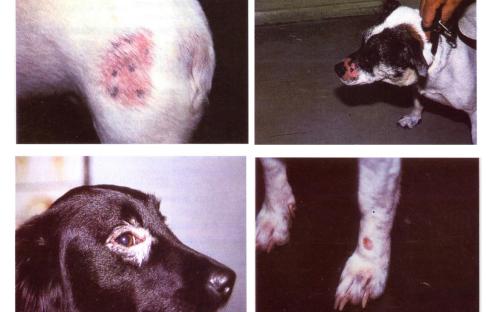 Распространение и видовой состав возбудителей дерматомикозов мелких домашних животных в. Харькове