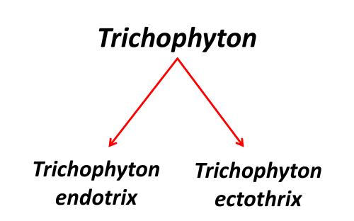 Распространение и видовой состав возбудителей дерматомикозов мелких домашних животных в. Харькове