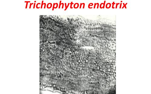 Распространение и видовой состав возбудителей дерматомикозов мелких домашних животных в. Харькове