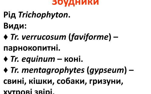 Распространение и видовой состав возбудителей дерматомикозов мелких домашних животных в. Харькове