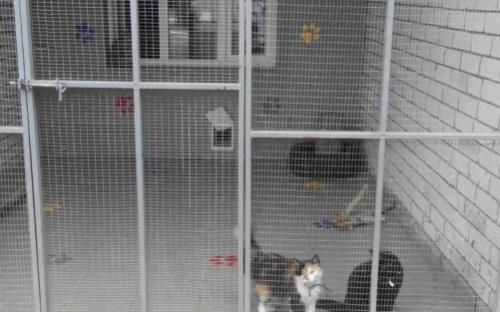 Харьковский приют для бездомных животных