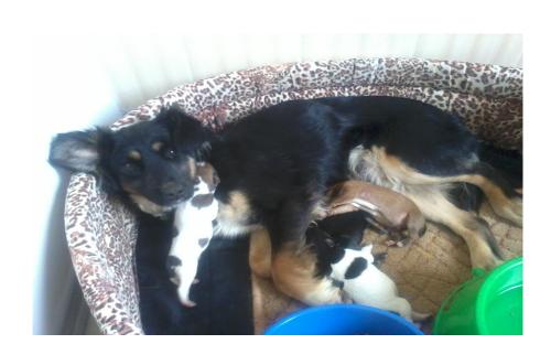 Предотвращение заражения дипилидиозом человека