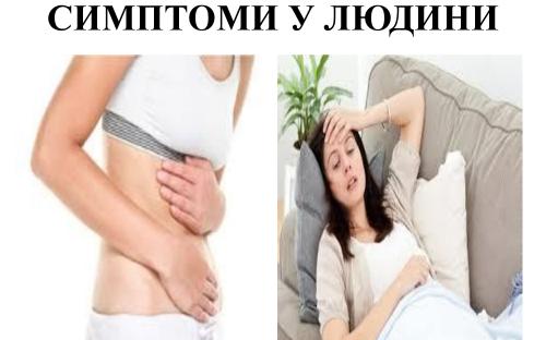 Предотвращение заражения дипилидиозом человека