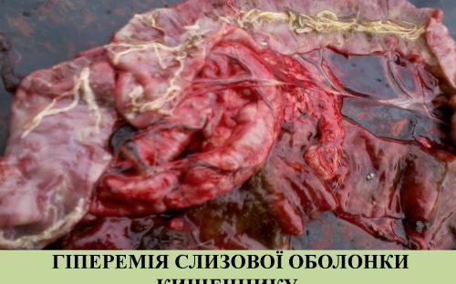 Предотвращение заражения дипилидиозом человека