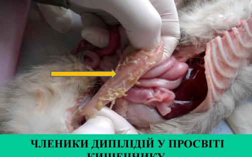 Предотвращение заражения дипилидиозом человека