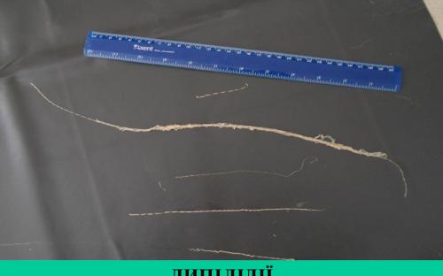 Предотвращение заражения дипилидиозом человека