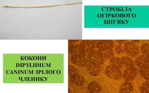 Предотвращение заражения дипилидиозом человека