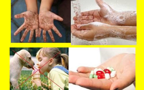 Предотвращение заражения дипилидиозом человека