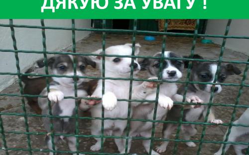 Предотвращение заражения дипилидиозом человека