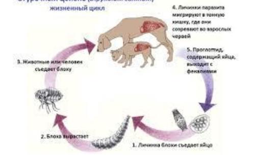 Предотвращение заражения дипилидиозом человека