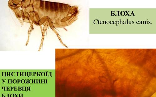 Предотвращение заражения дипилидиозом человека