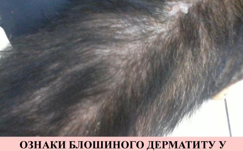 Предотвращение заражения дипилидиозом человека