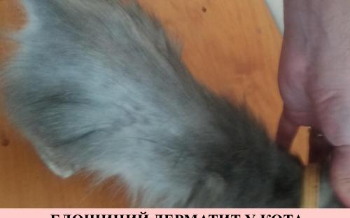 Предотвращение заражения дипилидиозом человека